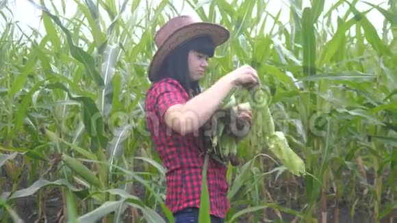 智慧生态收割农业耕作理念农民生活方式女孩植物研究员收割玉米芯视频的预览图