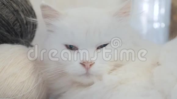 老白猫睡在桌子上下一种生活方式是用球编织坐在旁边的老白猫视频的预览图