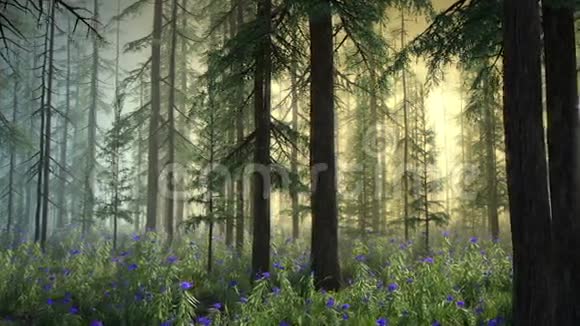 魔法森林彩色雾版本视频的预览图