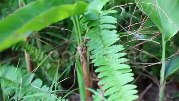 新鲜的绿色蕨叶移动的宏视频视频的预览图