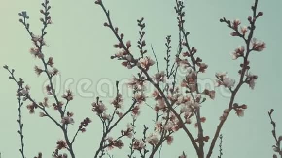 春天的樱花白花和花蕾视频的预览图