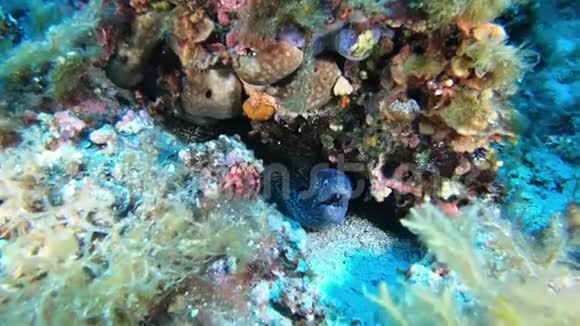 水下野生动物海鳗和珊瑚礁中的隐士蟹地中海潜水视频的预览图