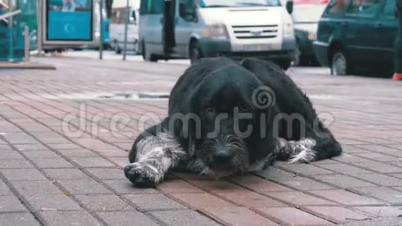 流浪狗躺在城市街道上背景是过往的汽车和人们视频的预览图