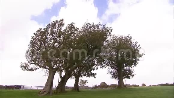 树木和天空拍摄视频的预览图