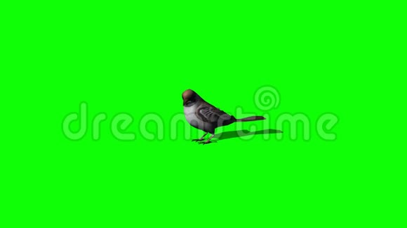 鸟雀闲置绿屏视频的预览图