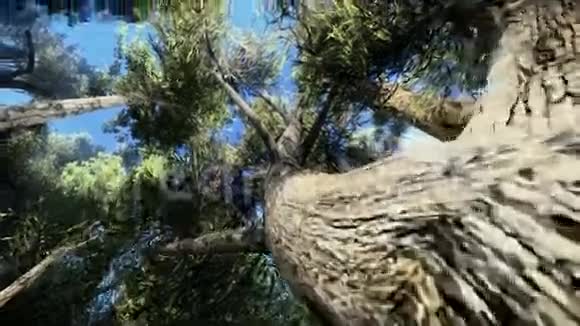 摄像机周围的一个树镜头视频视频的预览图