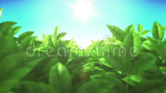美丽的绿树叶在田野里穿过太阳照耀循环三维动画高清1080视频的预览图