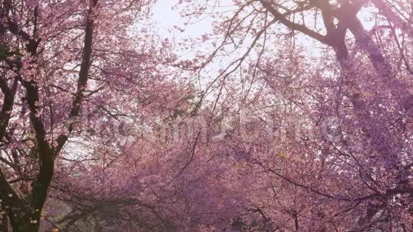 春天公园里樱花树阳光明媚视频的预览图