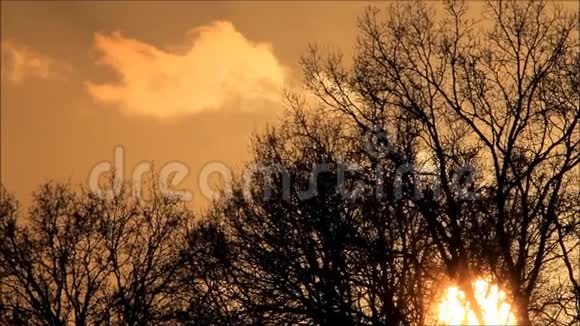 树后日落红黄橙色的云视频的预览图