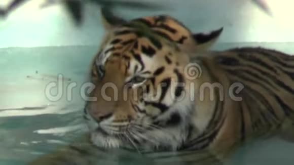 老虎在水里视频的预览图