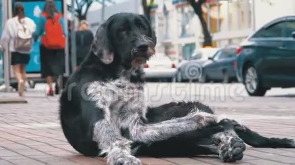 流浪狗躺在城市街道上背景是过往的汽车和人们视频的预览图