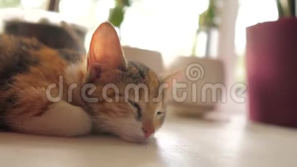 在早晨阳光的生活方式中三色小猫睡在窗户上猫睡在窗户上视频的预览图