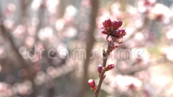 春天的樱花白花和花蕾视频的预览图