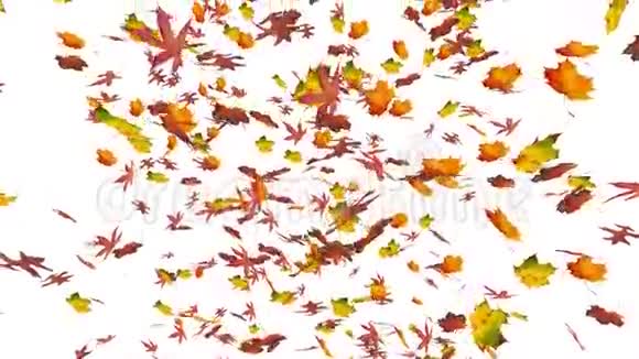 飞翔着五颜六色的橡木香甜的口香糖和枫叶秋天秋天的背景白色背景上的孤立元素慢动作视频的预览图