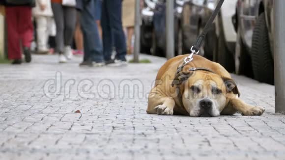 街上一群冷漠的人走过悲伤的路结下了忠诚的狗视频的预览图