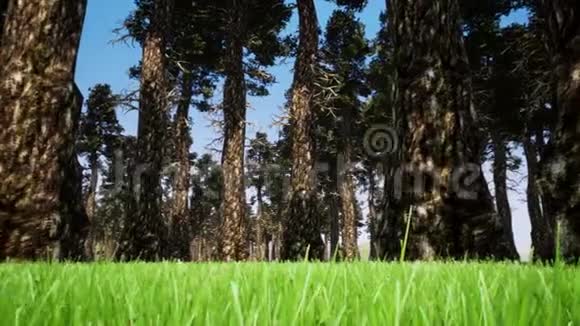 森林景观三维现实镜头视频的预览图