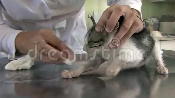 兽医检查和治疗一只小猫视频的预览图