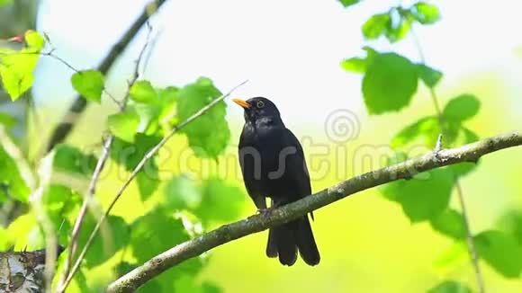 在树上唱歌的黑鸟视频的预览图