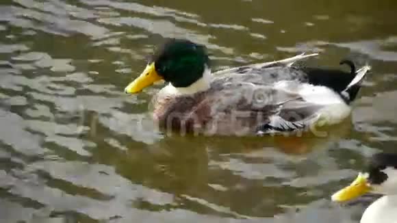 鸭子鹅和天鹅在水上游泳湖上视频的预览图