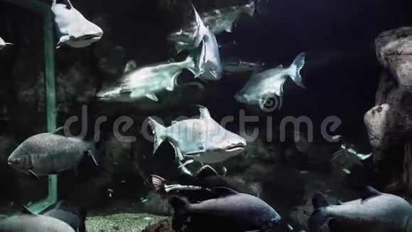 在一个大型水族馆的特写镜头里视频的预览图