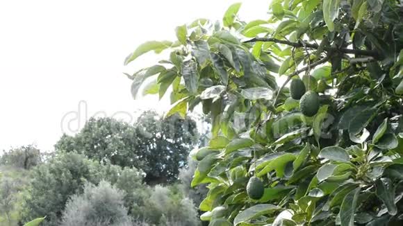 鳄梨的果实挂在种植园的树枝上视频的预览图