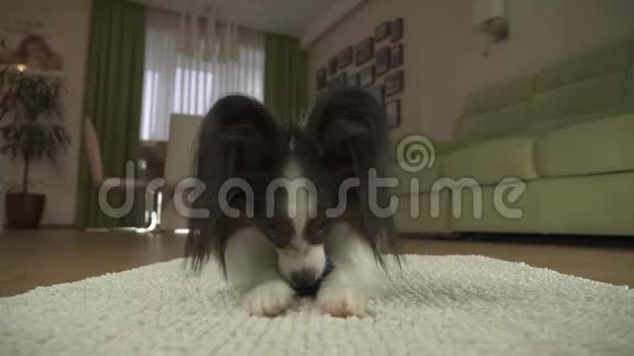 狗狗帕皮龙在客厅的地毯上玩球股票录像视频的预览图