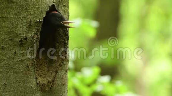 黑色啄木鸟毛霉视频的预览图