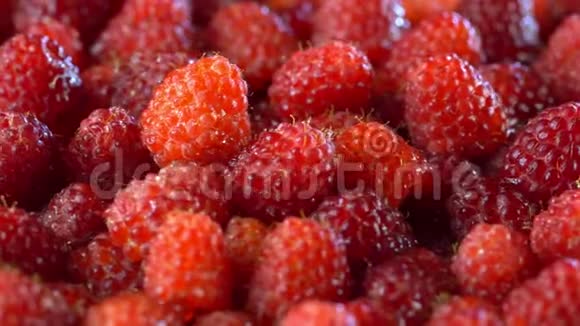 新鲜树莓水果作为食物背景健康食品有机营养从上面看视频的预览图