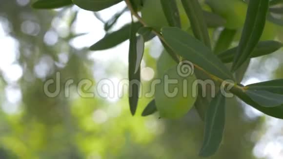 带绿色橄榄的地中海花园树枝视频的预览图