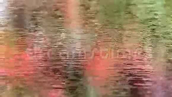 水面上落叶的倒影视频的预览图