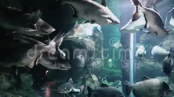 在一个大型水族馆的特写镜头里视频的预览图