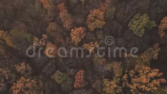 秋天的森林从一个高度视频的预览图
