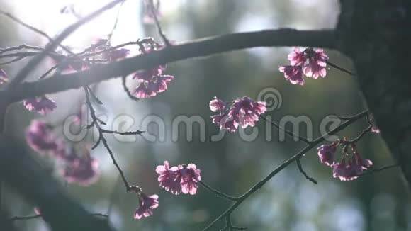 春天公园的樱花和阳光视频的预览图