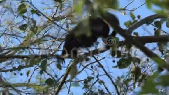 黑啸猴视频的预览图