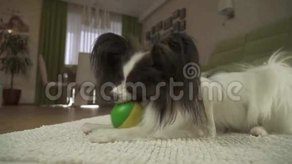 狗狗帕皮龙在客厅的地毯上玩球股票录像视频的预览图