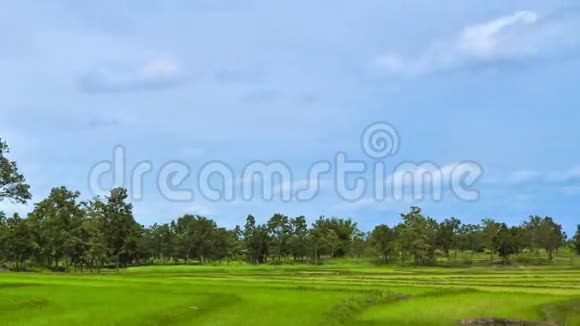 绿色稻田时间流逝视频的预览图