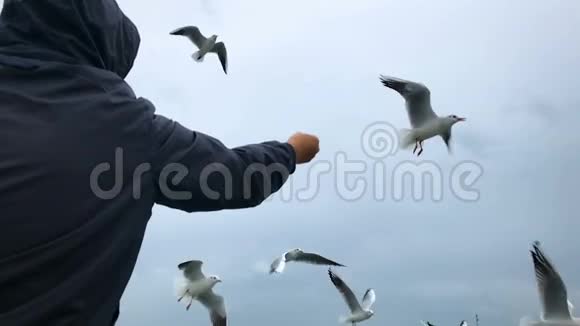 渡船上的人喂在空中盘旋的海鸥慢动作视频的预览图