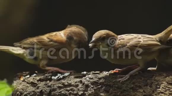 两只菲律宾马雅鸟或欧亚树麻雀栖息在树枝上啄食米粒视频的预览图