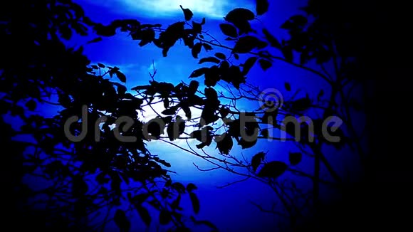 夜空前的树枝视频的预览图