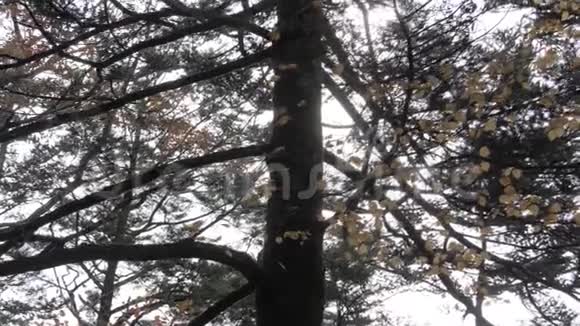 公园里有阳光的秋树视频的预览图