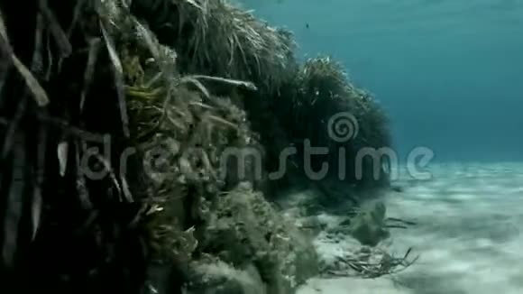 水下未受污染的环境视频的预览图