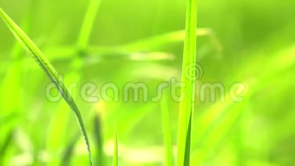 生机勃勃的绿草特写绿草如茵绿草和美景的抽象自然背景视频的预览图