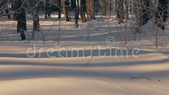 冬天白雪覆盖森林雪花背景冬季森林全景视频的预览图