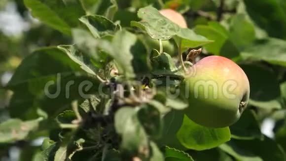 绿苹果在树上有机水果美丽的苹果在阳光下成熟在树枝上农业视频的预览图