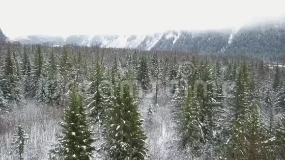 阿拉斯加的冬季荒野视频的预览图