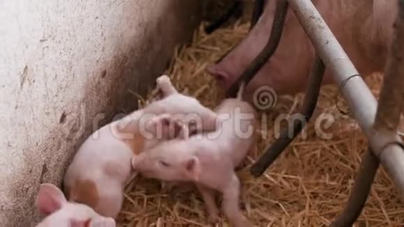 禽畜养殖场生猪养殖场禽畜养殖场现代农业猪场视频的预览图