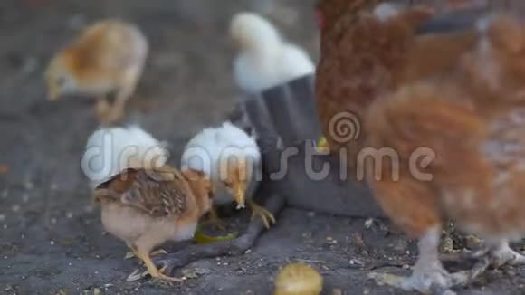母鸡和小鸡视频的预览图