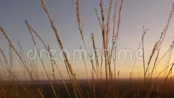 草地和日落拍摄视频的预览图
