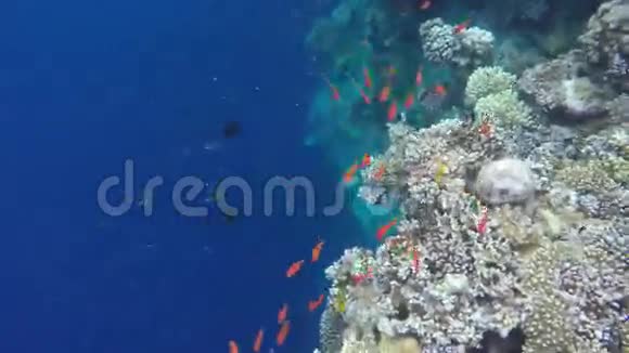 珊瑚礁动植物群视频的预览图