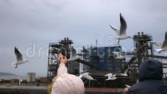 渡船上的人喂在空中盘旋的海鸥慢动作视频的预览图